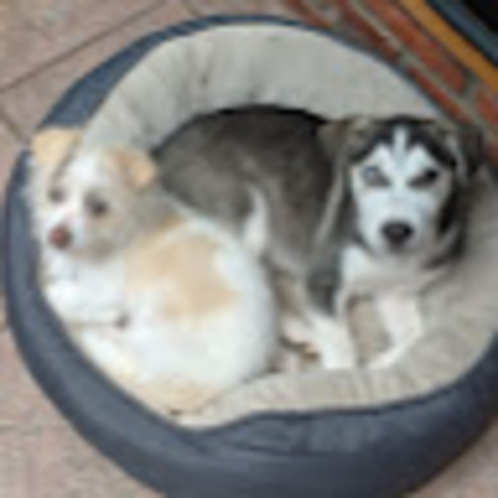 Meet your Posher, Adelaide